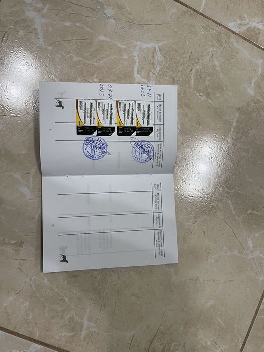 Цуценятя Такса / Фокстерєр хлопчик