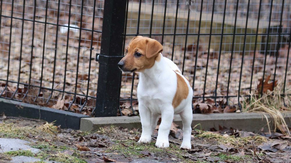 Bikolor SUCZKA JRT z hodowli BREFIO/badania genet./do odbioru