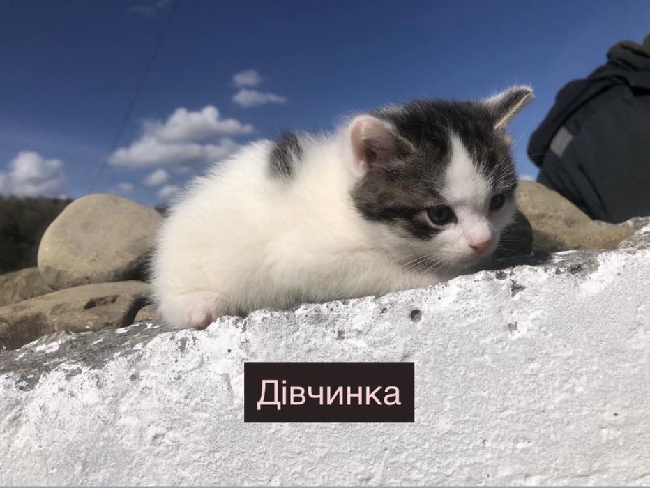 Кошенята шукають сімʼю!!!Безкоштовно!!!