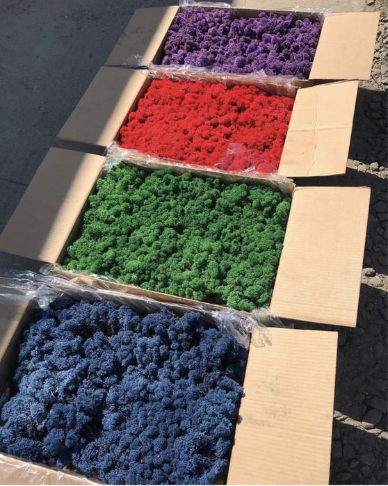 Стабілізований  мох