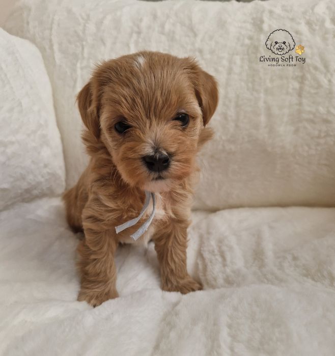 Piesek Maltipoo F1 maltańczyk, pudel toy