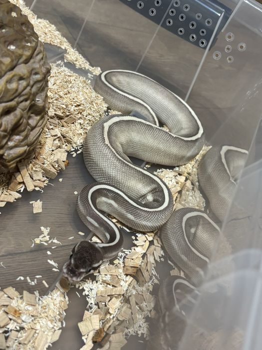 Wąż Zbozowy Samiec Box Kryjowki Caly zestaw