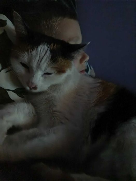 Urocza kotka Mafra szuka domku