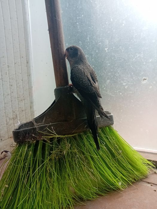 Para ceder aves de qualidade