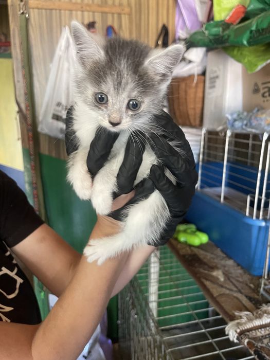 Кошенята в добрі руки БЕЗКОШТОВНО