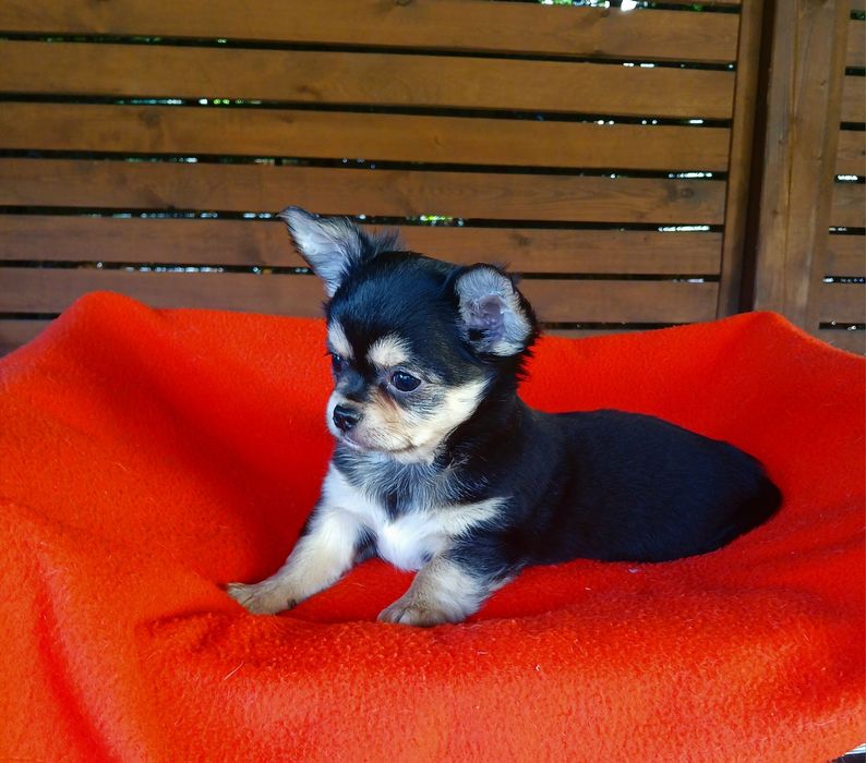 Piękny piesek chihuahua długowłosy