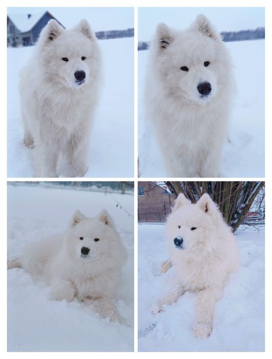 Samoyed piesek  biały miś
