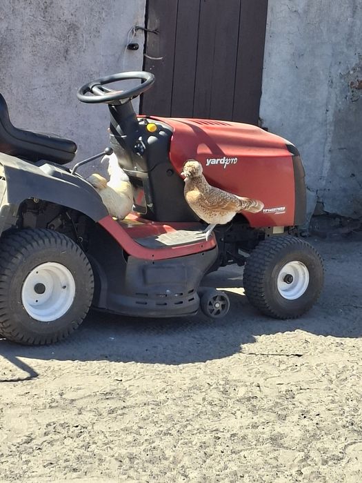 Jaja lęgowe czubatka  10 szt  wysyłka