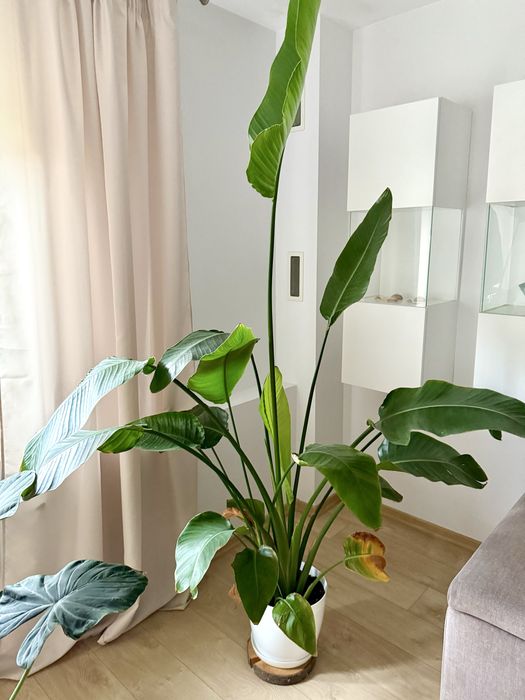 Kwiat doniczkowy strelicja królewska rajski ptak