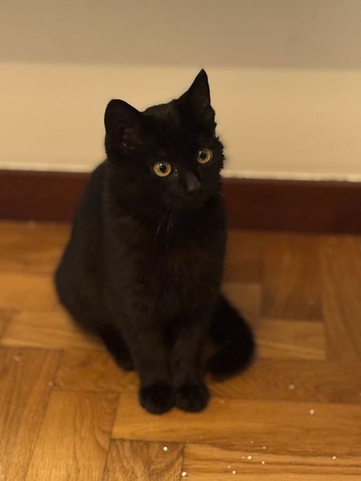 Gatos bebés  p/ Adoção URGENTE