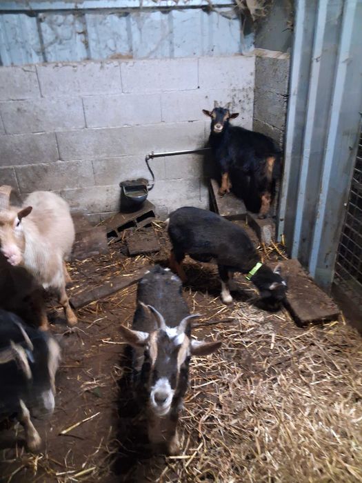 Cabras para venda