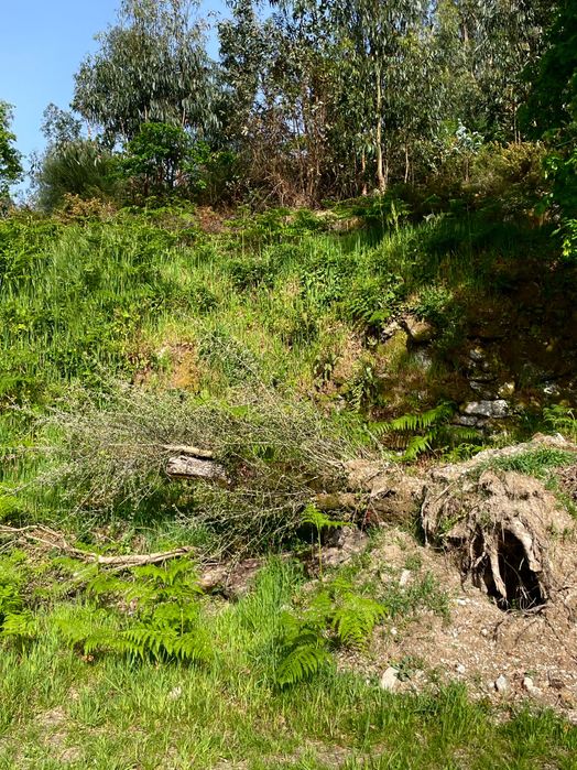 Oliveira para replantar