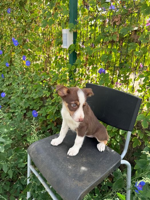 Menina Border Collie Chocolate Tricolor