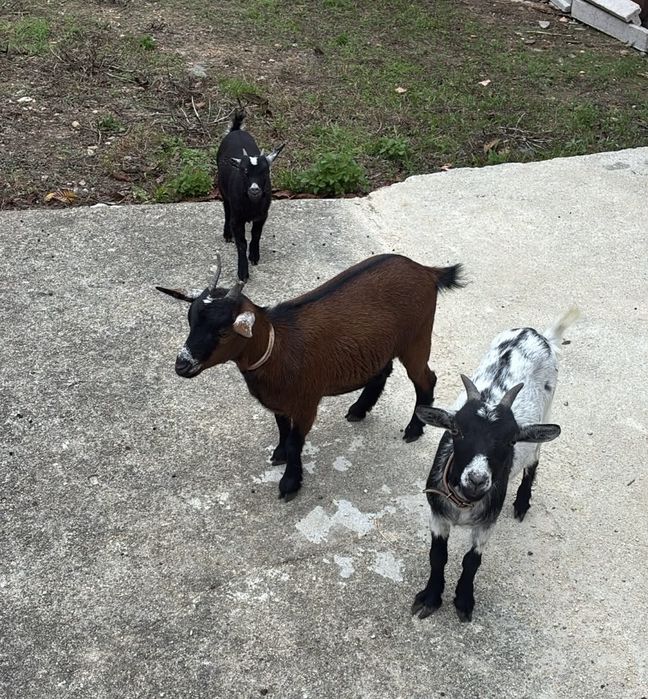 4 cabras anãs doceis