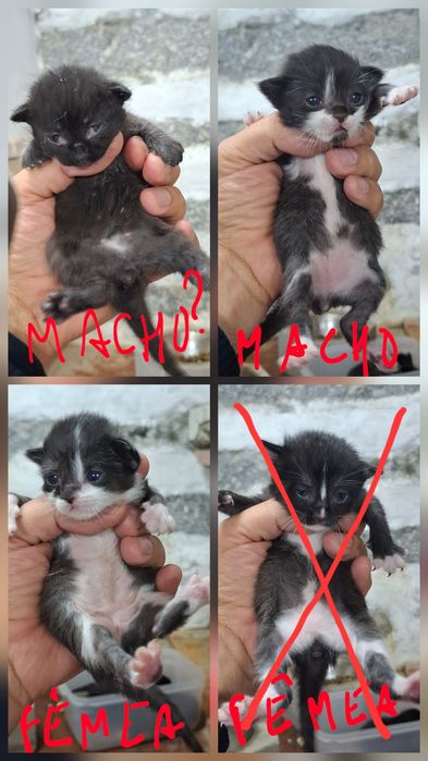 Dá-se gatinhos nascidos em Abril 2026 e 4 gatas com 1 e 2 anos.