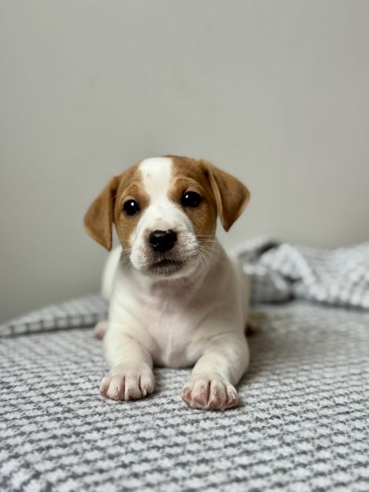 Хлопчик Джек Рассел КСУ |f553