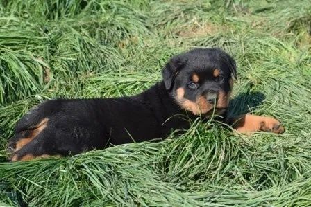 Suczka Rottweiler FCI ZKwP