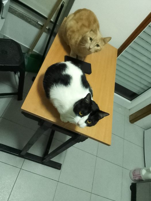 Cuidadora de gatos em domicílio