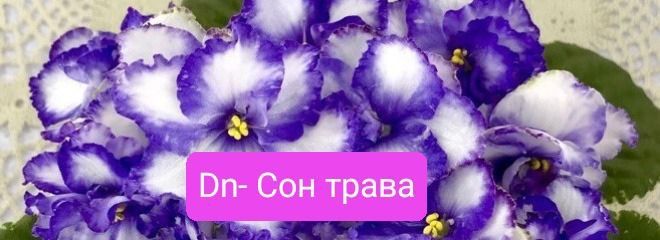 Фіалка,сенполія,фиалка