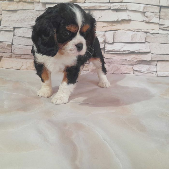 suczka Cavalier king charles spaniel 10 tyg.