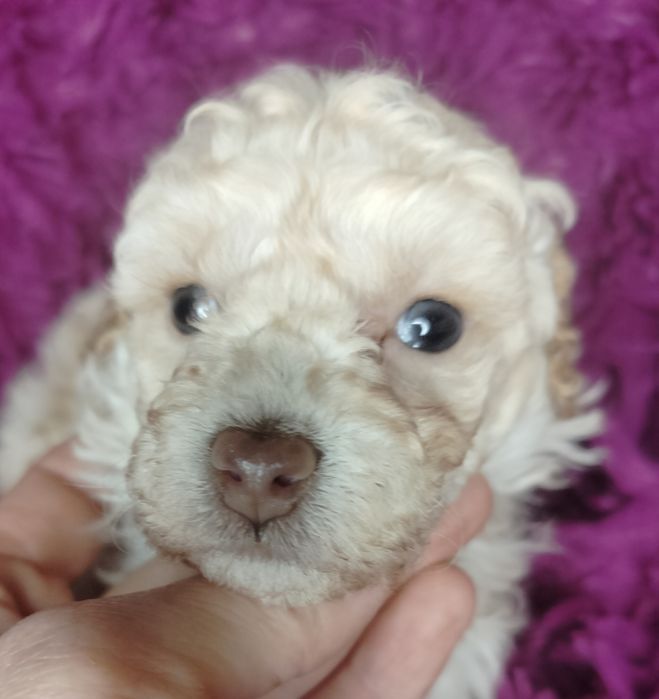 Pudel Toy, miniatura, apricot-beżowy