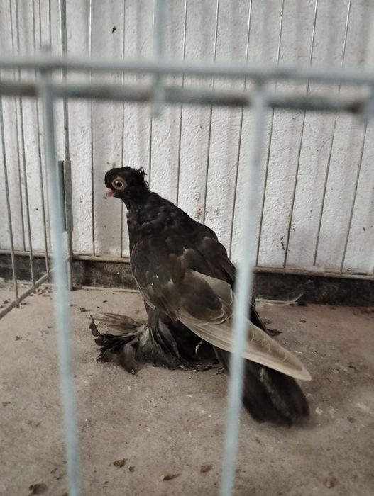 Wywrotek mazurski samica kawowa