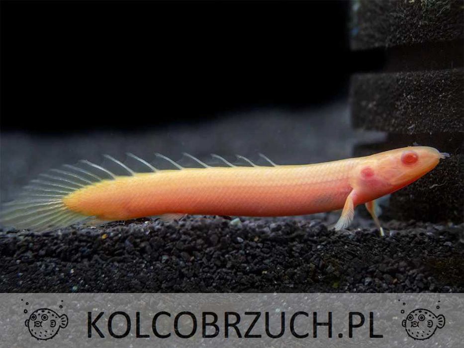 Wielopłetwiec senegalski albinos - Polypterus senegalus albino