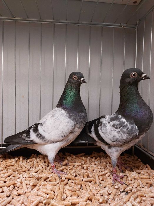 Deresze 2 samczyki 25r