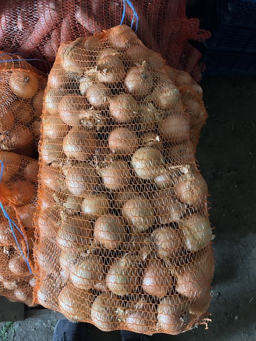 Świeże Warzywa dla Gastronomii Sklepów i Kebabów