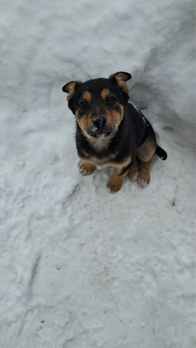 Віддам в добрі руки