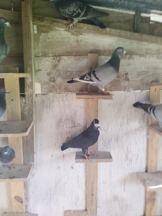 Pombas correio para venda