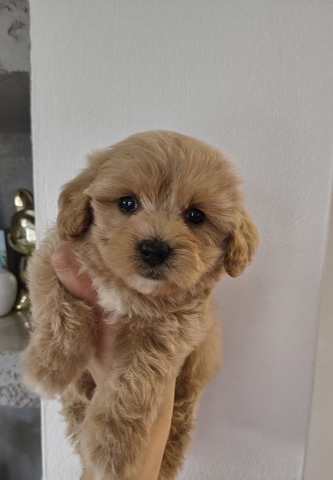 Śliczny piesek Maltipoo