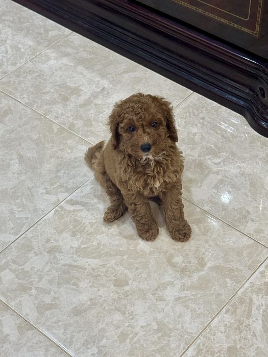 Цуценя пудель (дівчинка)