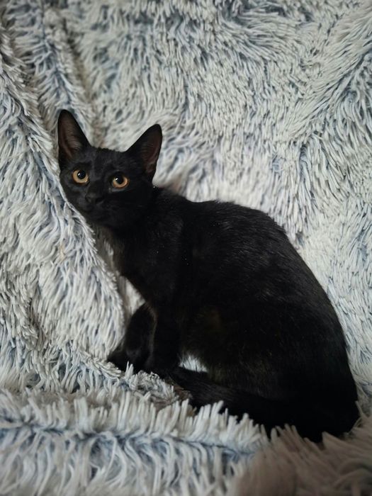Koteczka do adopcji