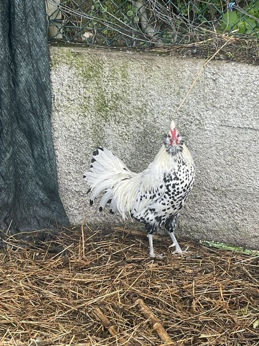 Garnizo appenzeller spitzhauben