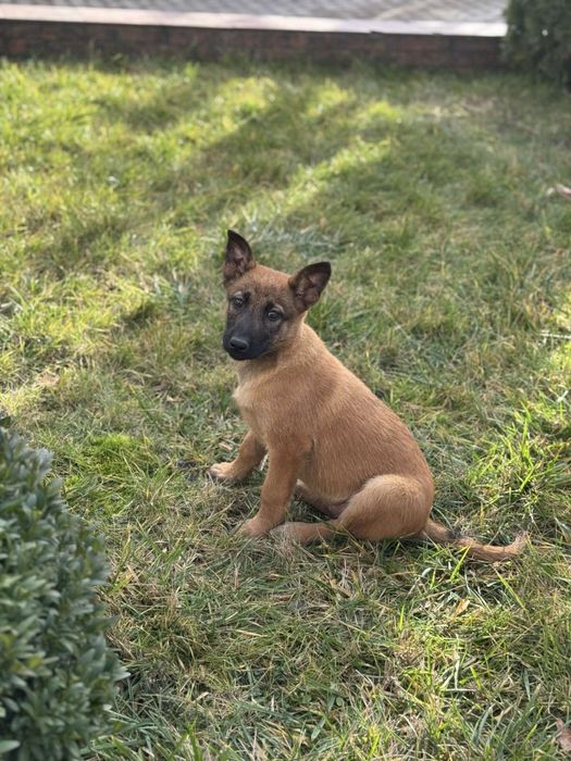 Цуценята малінуа