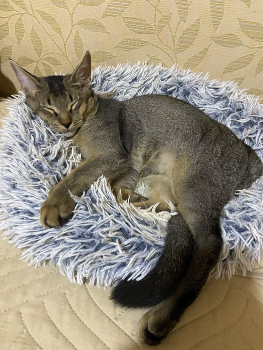 Роскошный котенок Чаузи F4