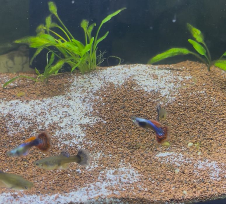 Guppy Dumbo Red Mosaic (Linhagem)