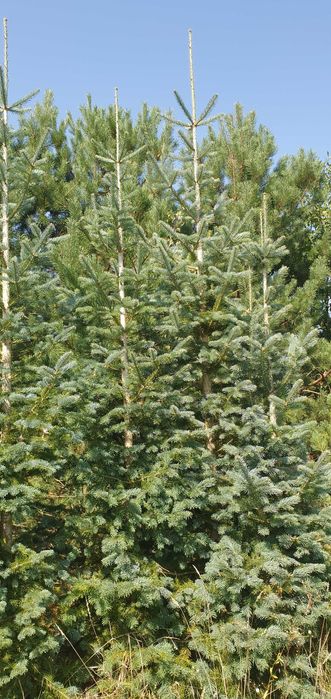 Jodła górska arizońska. Duże drzewa iglaste. Szkółka Jagra Wisznice.