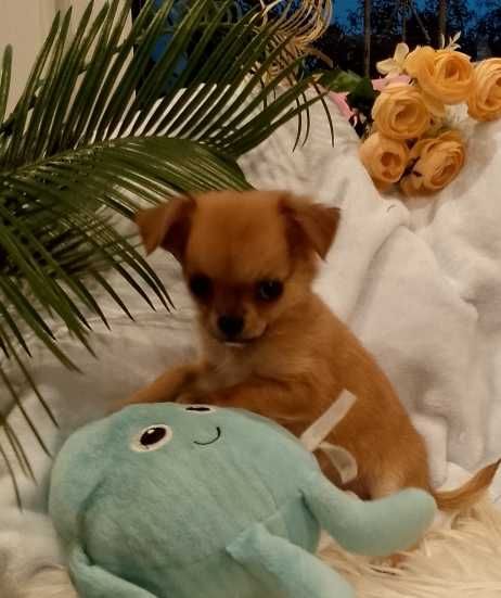Chihuahua długowłosy chłopiec