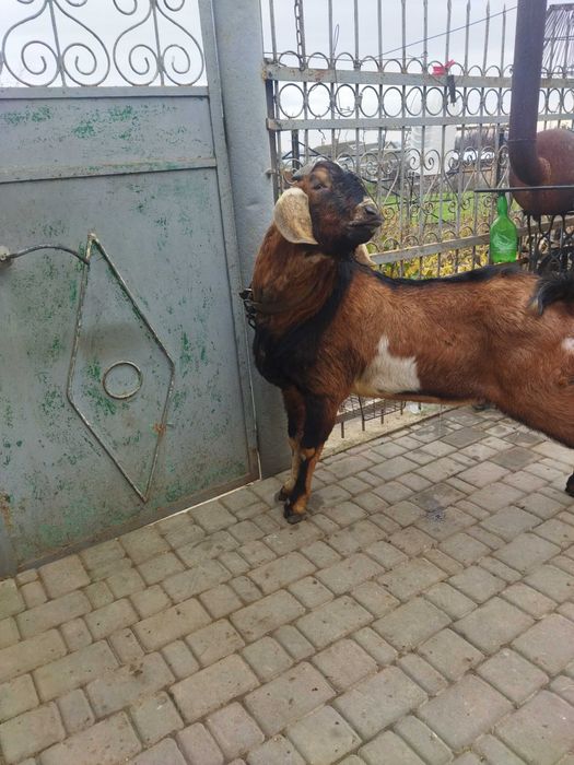 Продам Цап коза козенята англо нубійський цап Херсон