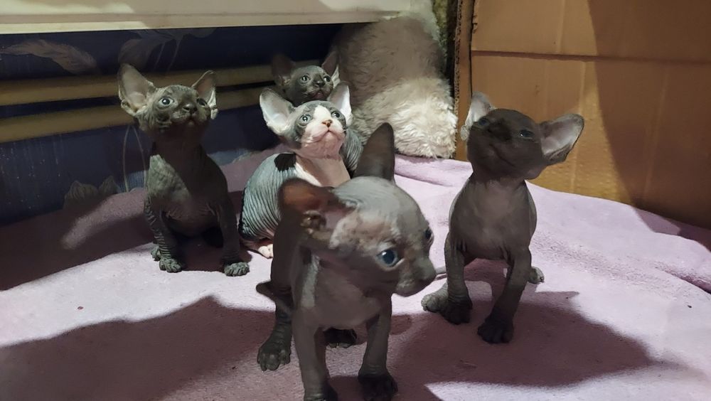 Дівчатка і хлопчики канадського сфінкса