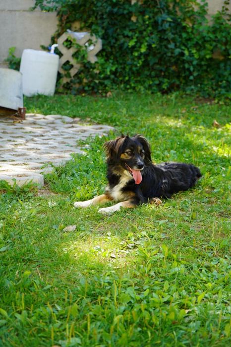 Pies do adopcji BRAWURKA