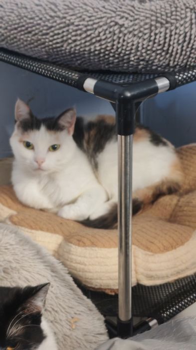 Котейки  в добрые руки