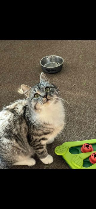 Mgiełka i Mżawka do adopcji - pokochaj koteczki