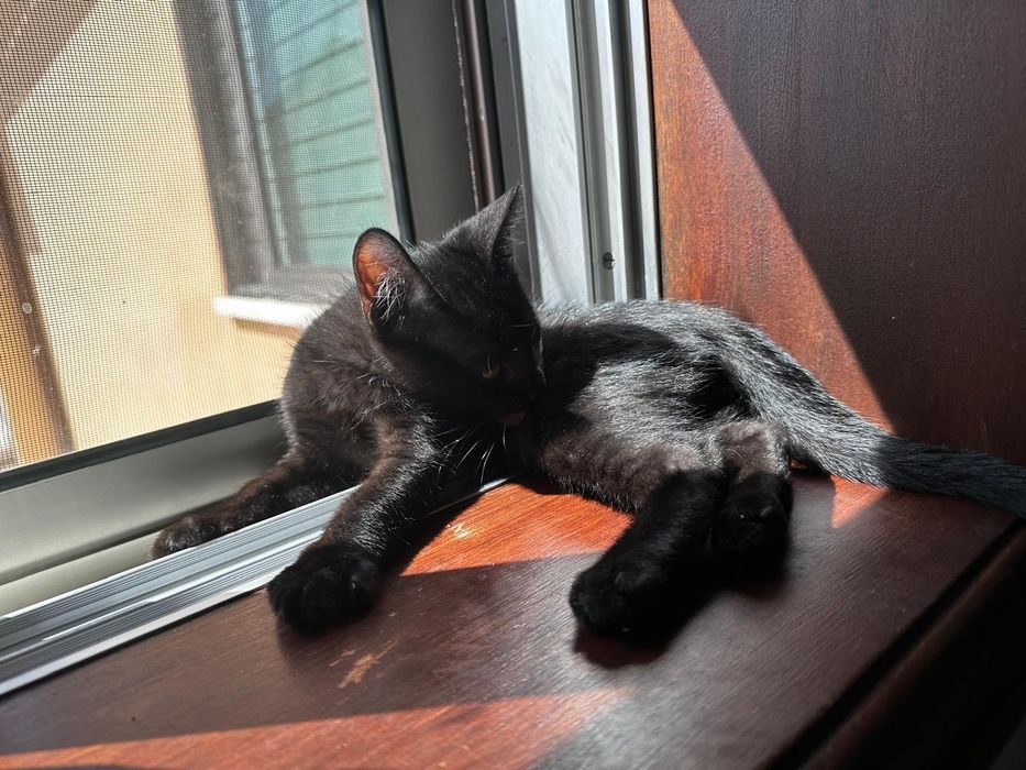Gatinho bebé a dar