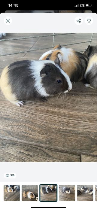 Świnki morskie, młode