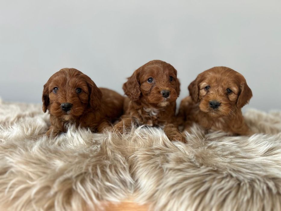 Cockapoo pudeltoy Cocker spaniel angielski