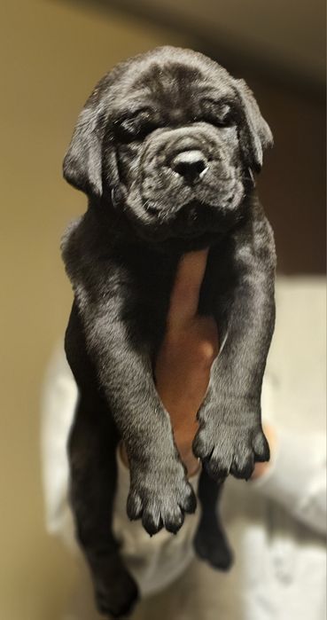 Szczeniaki Cane Corso Italiano