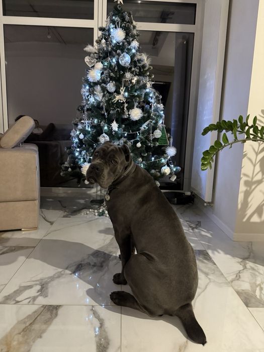 Хлопчики дівчатка-Саne corso Italiano